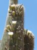 Cactus fleuri Argentine.JPG